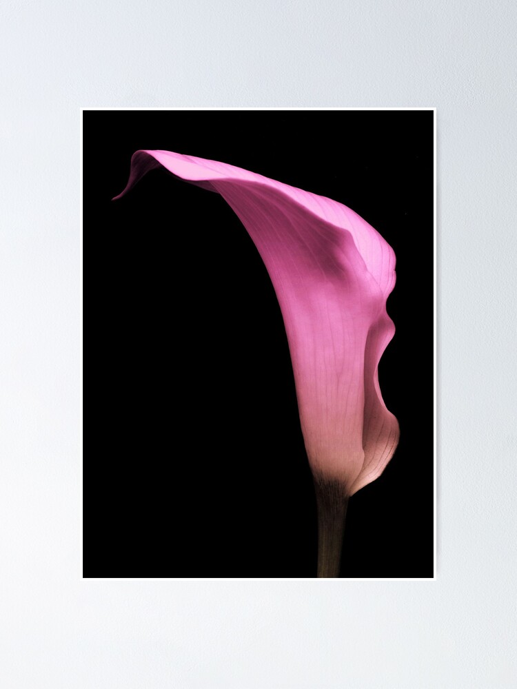 Póster « que es cuando esta flor florece. El original era una cala blanca y  usé pocos efectos para agregar este color rosa. Espero que te guste. Para  obtener más imágenes florales,