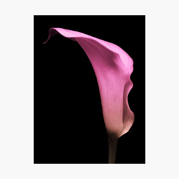 Pink Calla Lily. Photographic Print