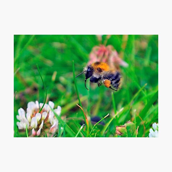 Flying Bee 0029 Photographic Print