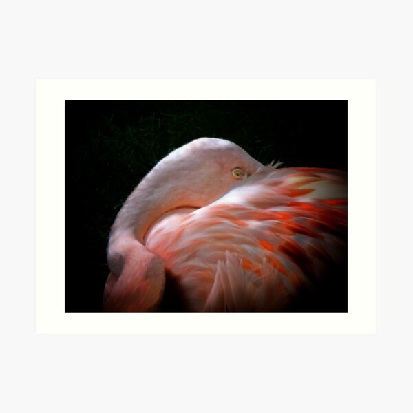 Flamingo Art Print