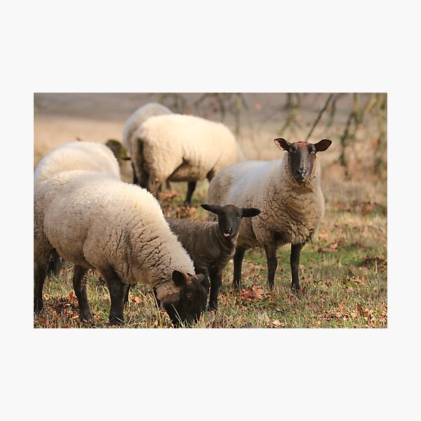 Item preview, What a Sheep Show designed and sold by peripheree.