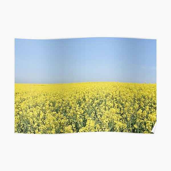 Rapeseed field, Tillingham, Essex Poster