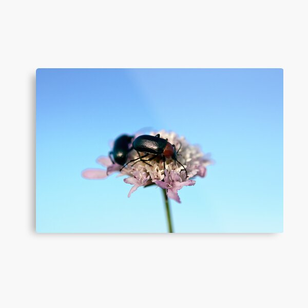 world of two Metal Print