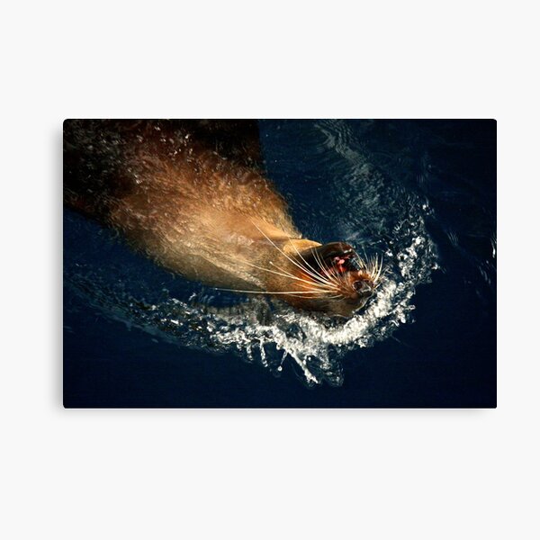 Australian Fur Seal Canvas Print
