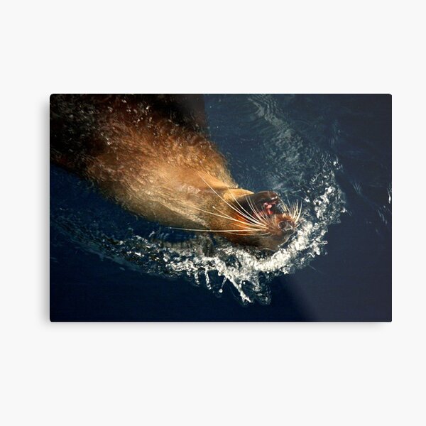 Australian Fur Seal Metal Print