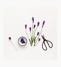 Lavender Photographic Print