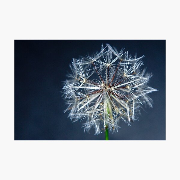 Natures Building Blocks Photographic Print