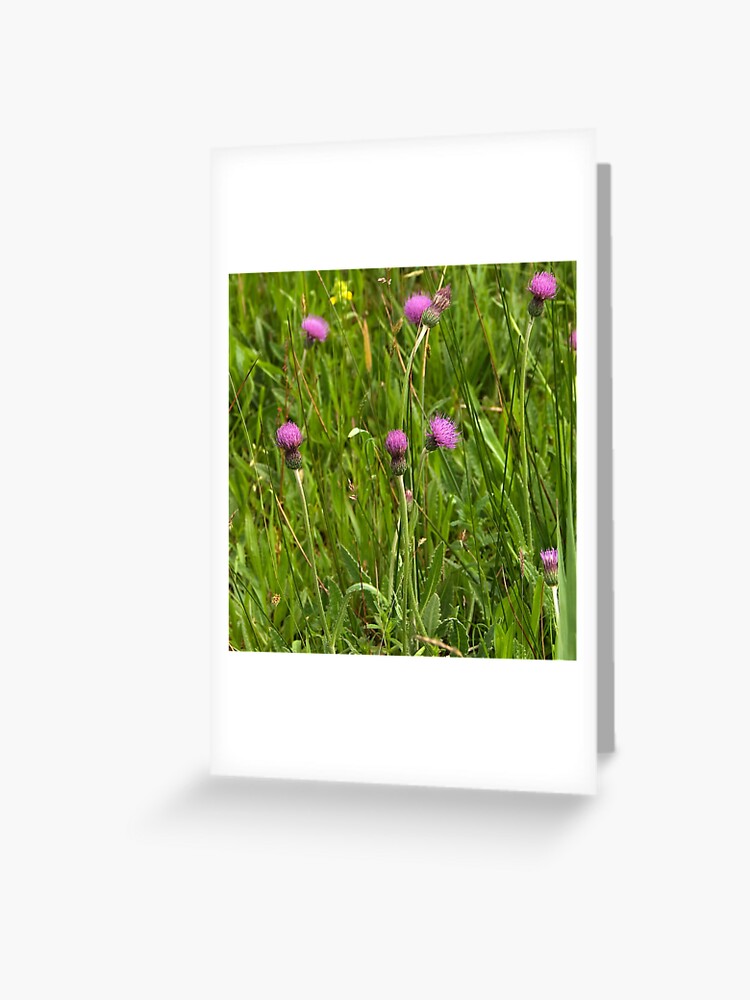 Thumbnail 1 of 2, Greeting Card, Grassland with Meadow Thistle designed and sold by steppeland.