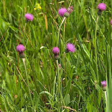 Artwork thumbnail, Grassland with Meadow Thistle by steppeland