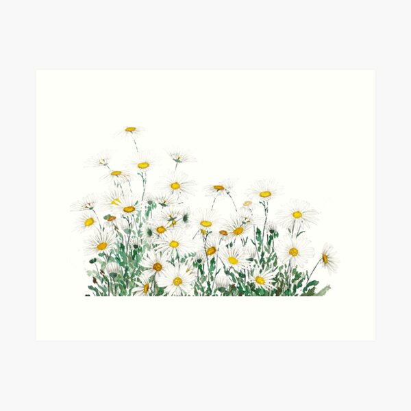 Item preview, hand painted white margaret daisy horizontal watercolor painting designed and sold by ColorandColor.