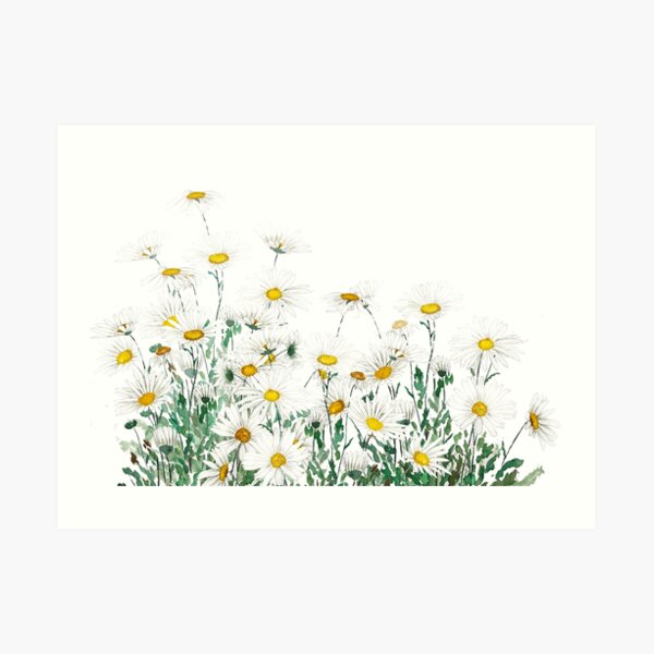 white margaret daisy horizontal watercolor painting Art Print