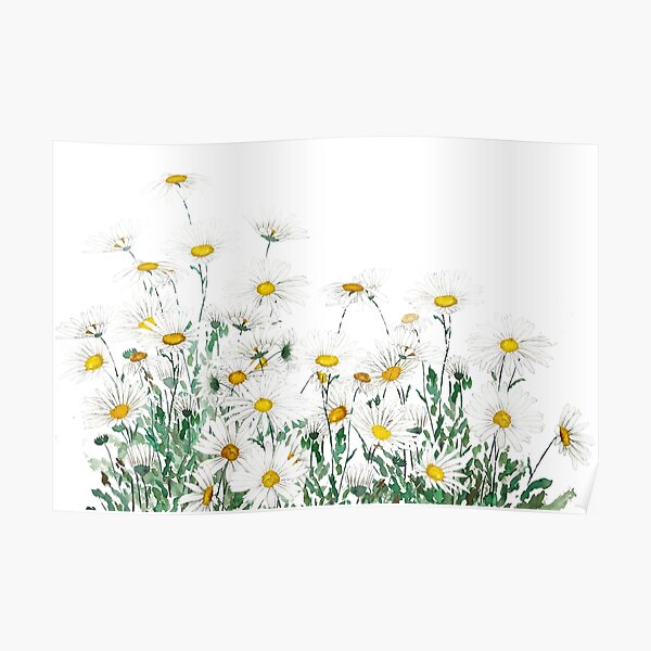 white margaret daisy horizontal watercolor painting Poster