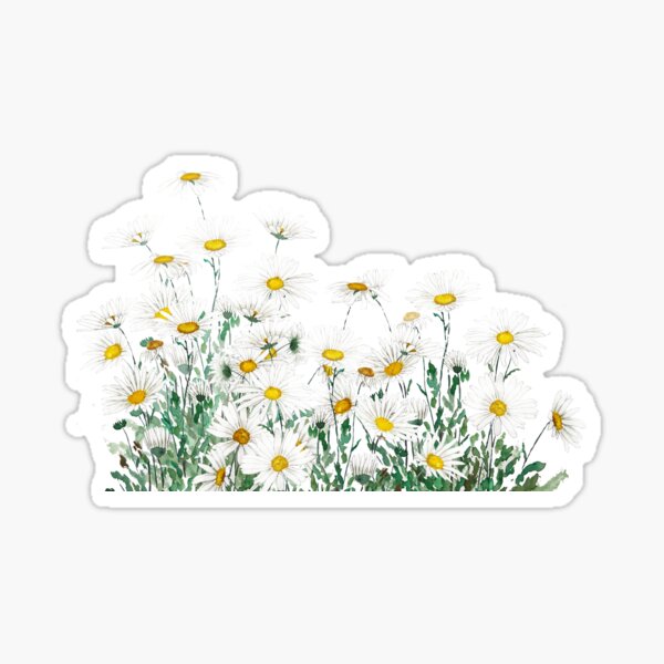 Item preview, hand painted white margaret daisy horizontal watercolor painting designed and sold by ColorandColor.