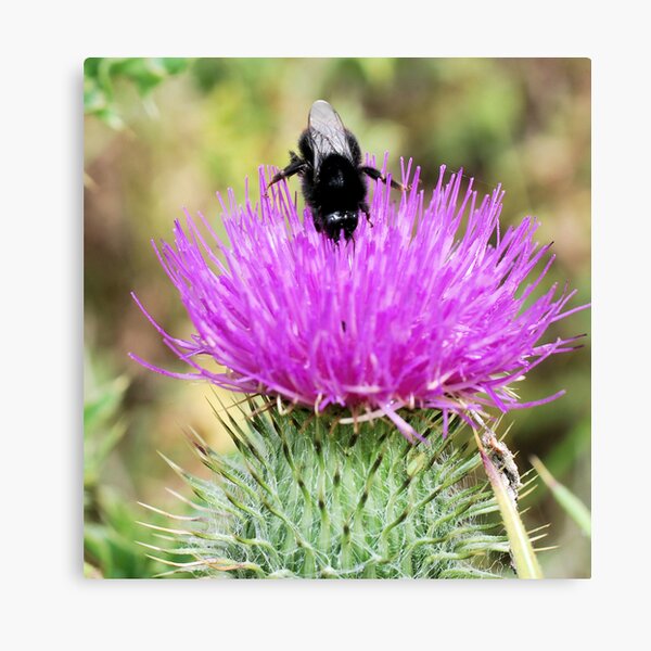 Bee On Flower 0048 Canvas Print