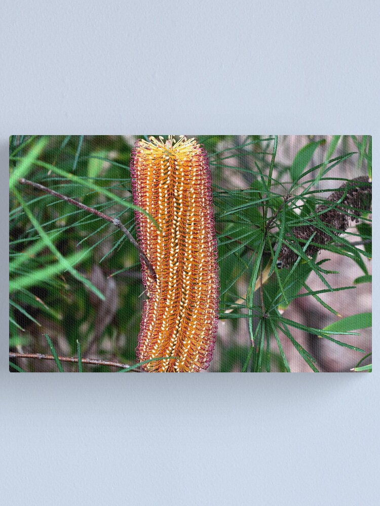 Alternate view of Banksia spinulosa Canvas Print