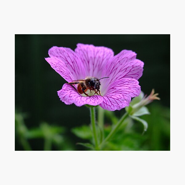 Brief Visit Photographic Print