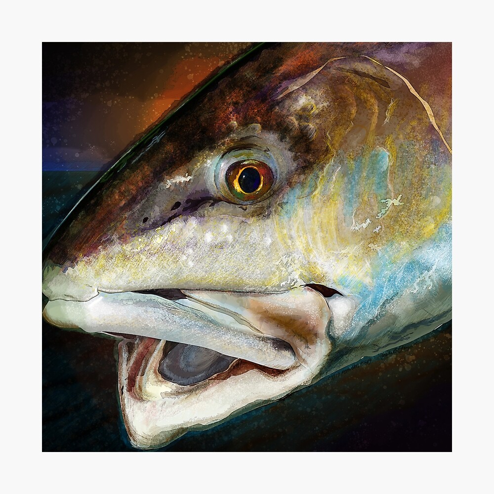 RED DRUM CHANNEL BASS REDFISH FISH PAINTING FISHING ART REAL CANVAS PRINT