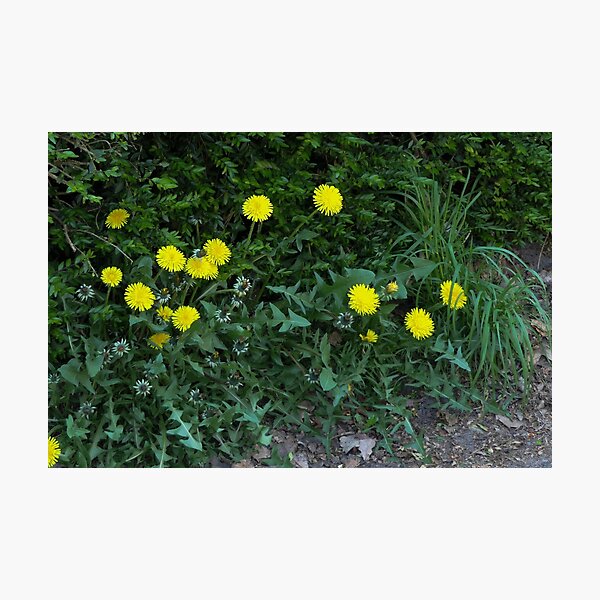 Just simple Dandelions Photographic Print