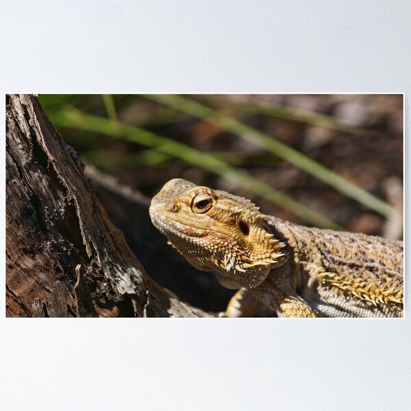 Item preview, Pogona vitticeps designed and sold by Borg2000.