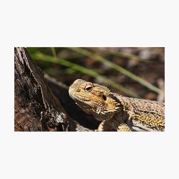 Item preview, Pogona vitticeps designed and sold by Borg2000.