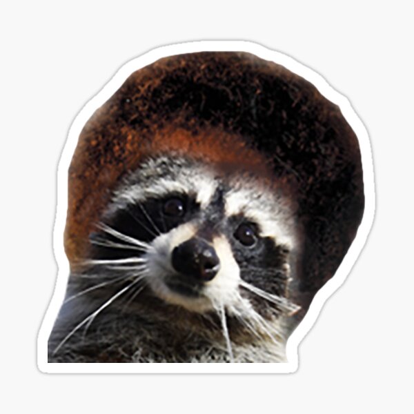 bob ross raccoon