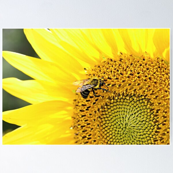 Item preview, The Sunflower Soldier designed and sold by Scott Mitchell.