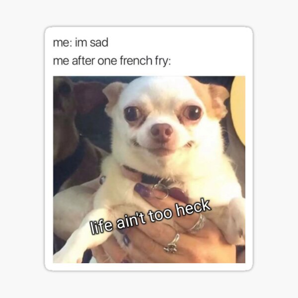 Angry Happy Chihuahua Meme 10lilian