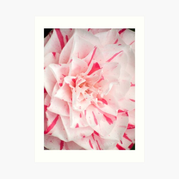 Camellia - Strawberries and Cream Art Print
