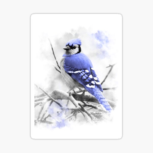 "Blue Jay" Sticker for Sale by brianscutt Redbubble