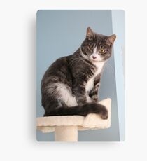 What 'mew Lookin' at? Canvas Print