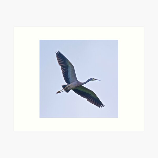 WADER ~ White-faced Heron RHR5SFAZ by David Irwin Art Print