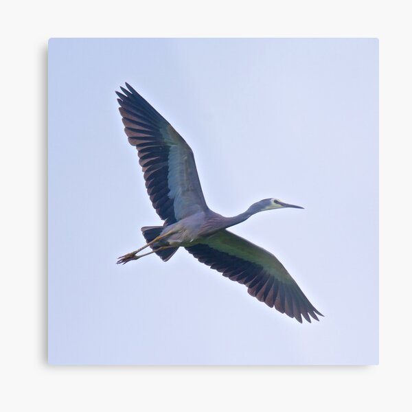 WADER ~ White-faced Heron RHR5SFAZ by David Irwin Metal Print