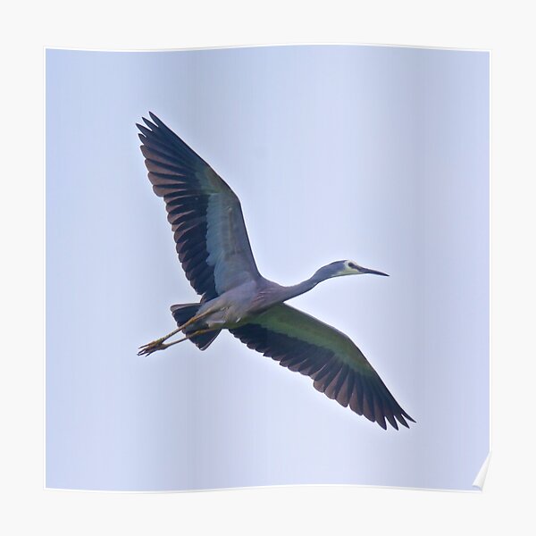 WADER ~ White-faced Heron by David Irwin Poster