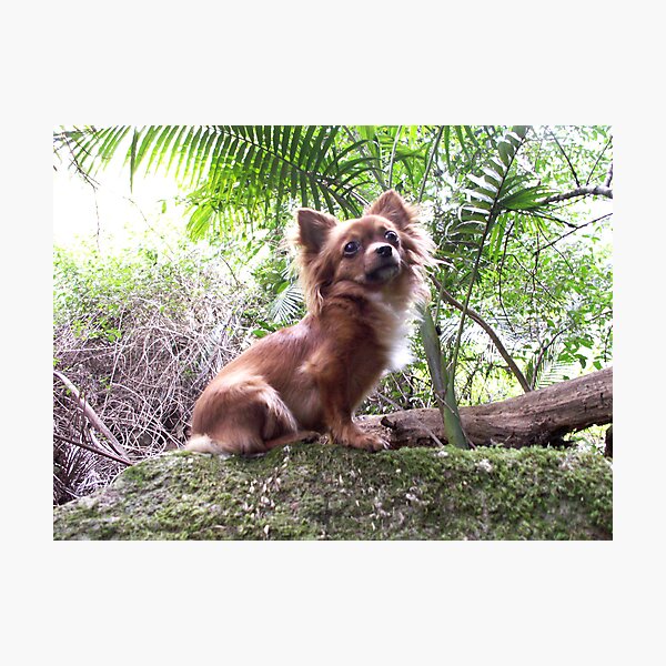 JuJu Photographic Print