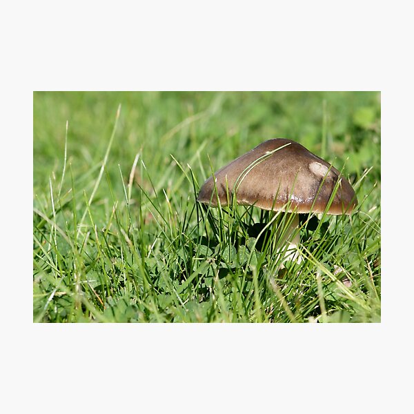 Artikelvorschau, Winter Toadstool entworfen und verkauft von daverach1.
