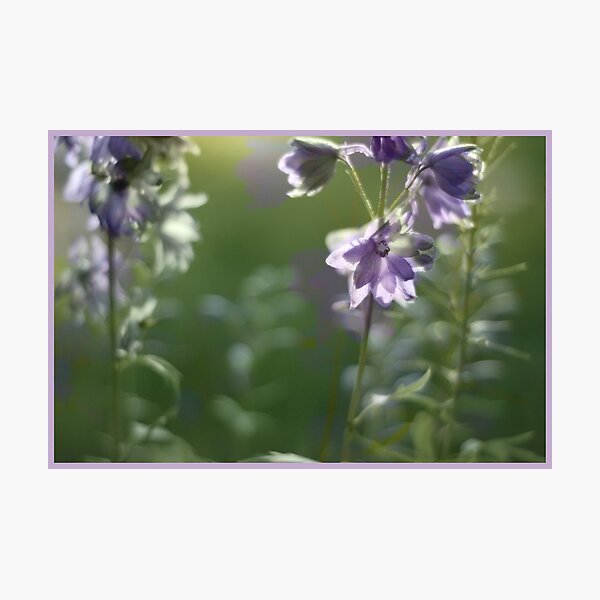Backlit Delphinium Photographic Print