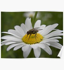 Flower Fly Poster