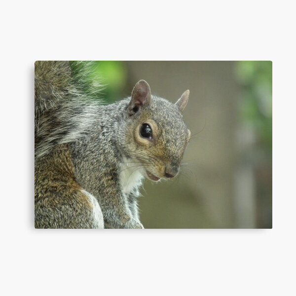Squirrel 2 Metal Print