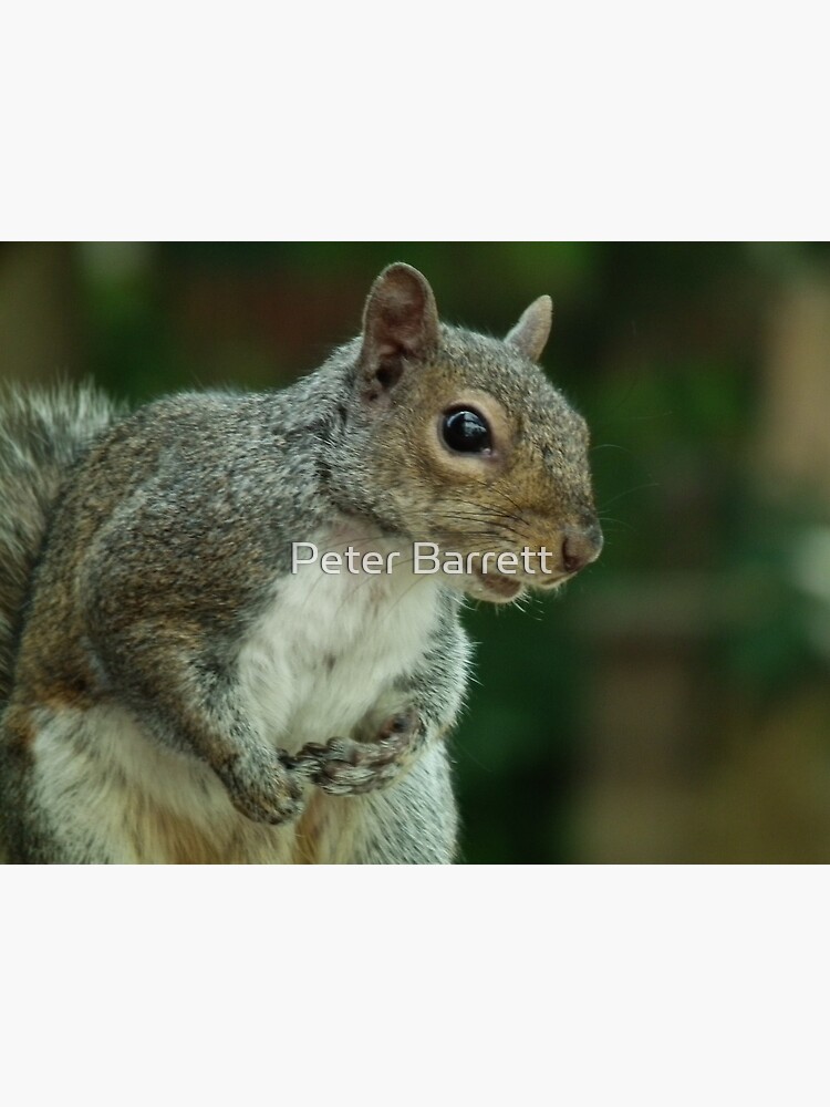 Squirrel 3 by hartrockets