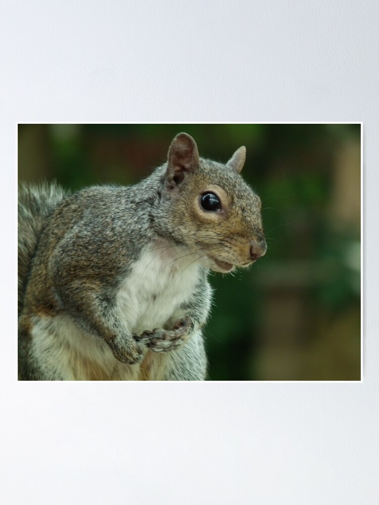 Alternate view of Squirrel 3 Poster