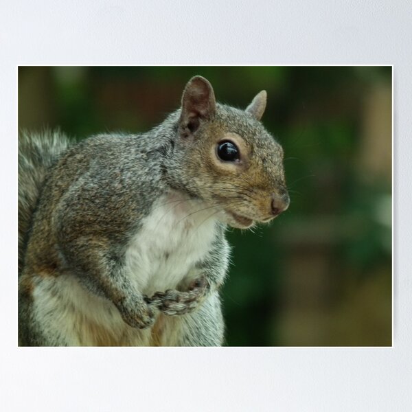 Squirrel 3 Poster