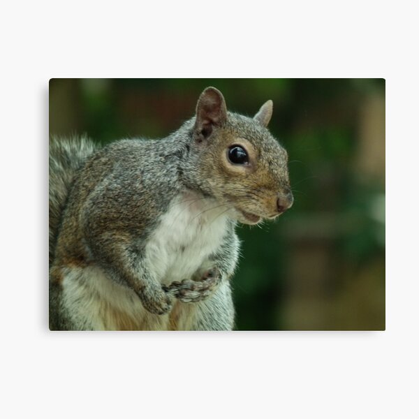 Squirrel 3 Impression sur toile