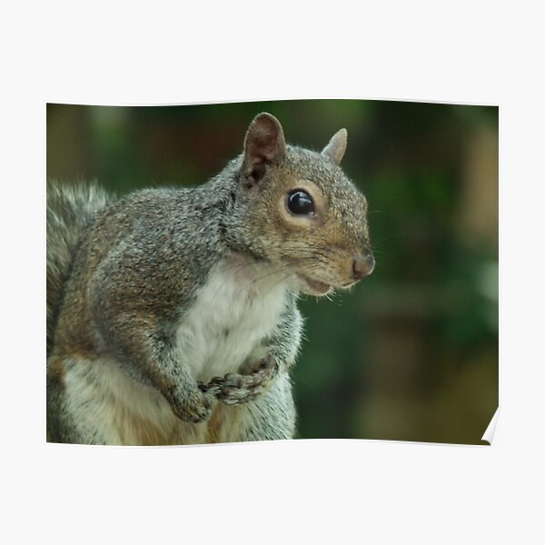 Squirrel 3 Poster