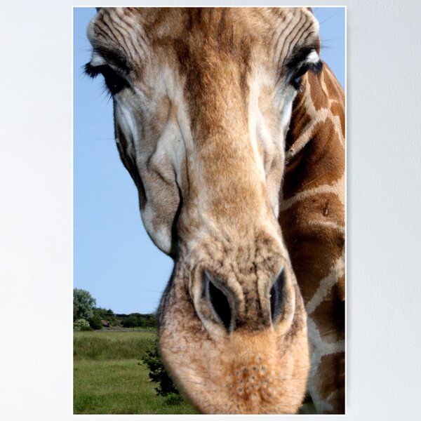 Item preview, close encounters... giraffe on safari designed and sold by ClaireTiltman.