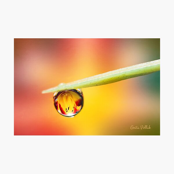 Daylily in a Droplet Photographic Print