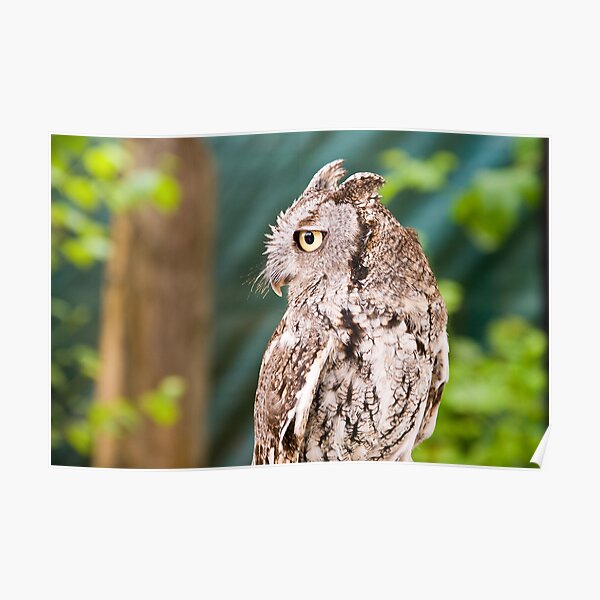 Screech Owl Poster