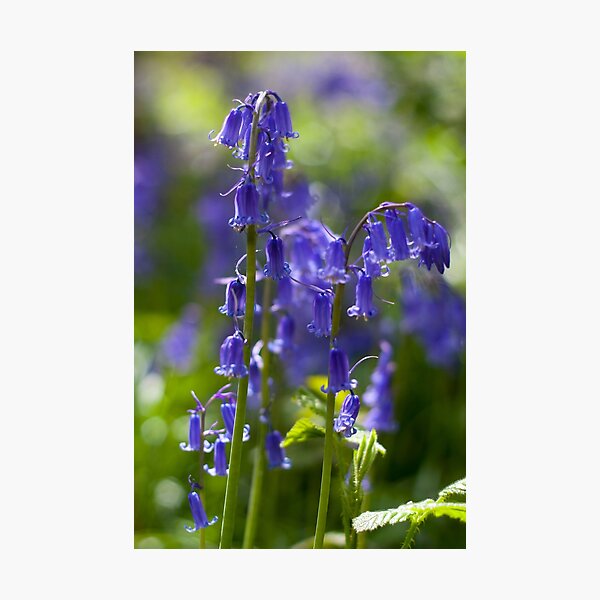 Blue Bells Photographic Print