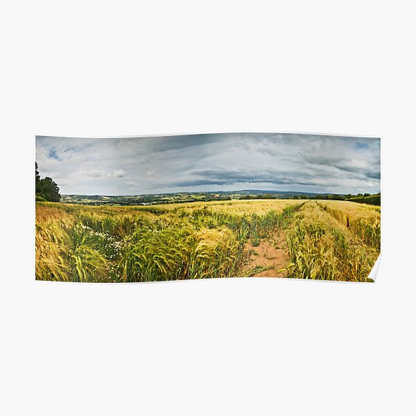 Wheat Panorama Poster