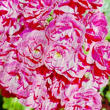 Artwork thumbnail, Roses in watercolor by Marcu Ioachim