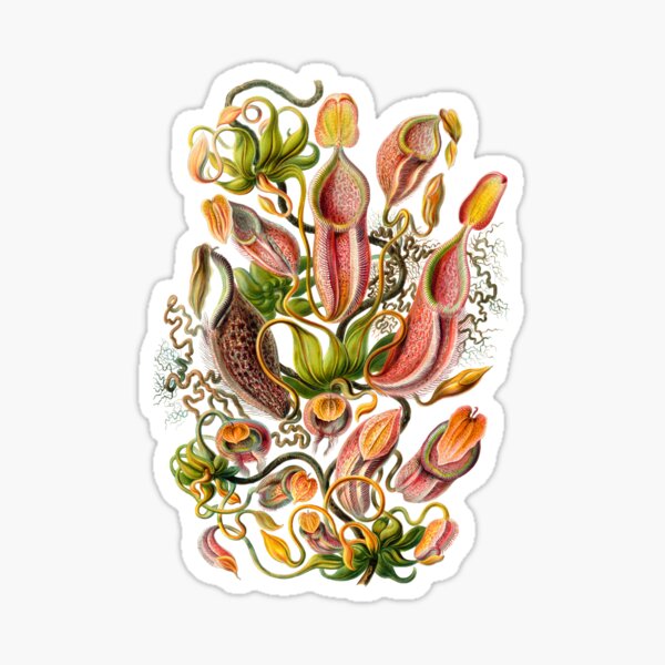 Item preview, Ernst Haeckel Nepenthaceae Pitcher Plant designed and sold by aimeewilson.